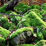 Gerhard Josef Müller